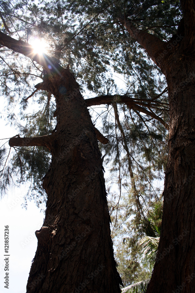 Obraz premium sun shining through the branches of a tree in Sabah (Borneo), Malaysia