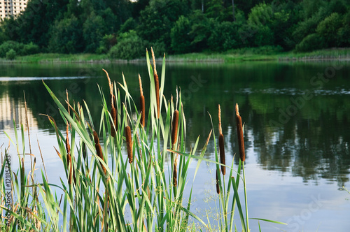 Broadleaf cattail (Typha latifolia) on the shore of the pond
