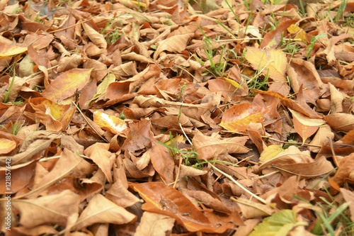 Осенние листья покрыли землю. Листья сухие и опавшие. 