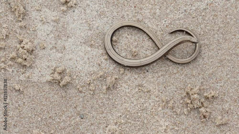The Anguis fragilis or slow worm snake like limbless lizard on sandy beach The Anguis fragilis or slow worm snake like limbless lizard on sandy beach
