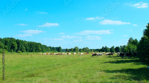 cows graze in a pasture near the forest