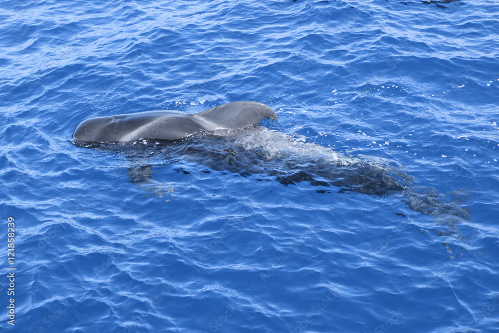 Obraz premium Wal Grindwal Pilotwal Zahnwal Delfin