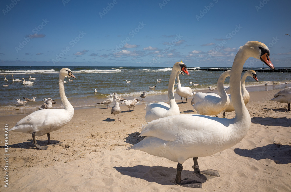 Beach swans Beach swans