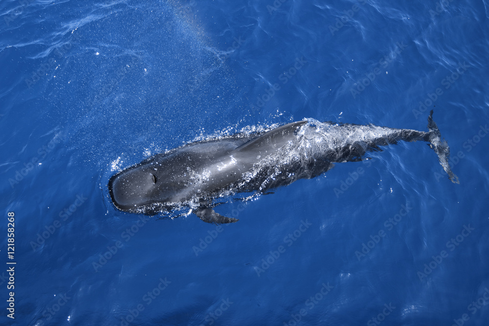 Fototapeta premium Wal Grindwal Pilotwal Zahnwal Delfin