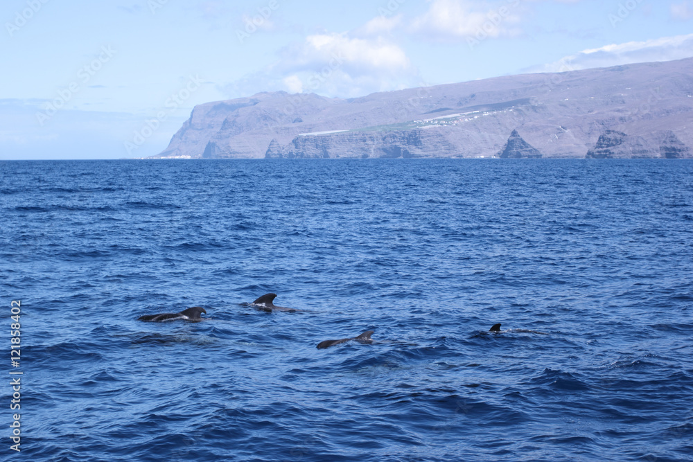 Fototapeta premium Wale Grindwale Pilotwale Zahnwale Delfine Kanaren