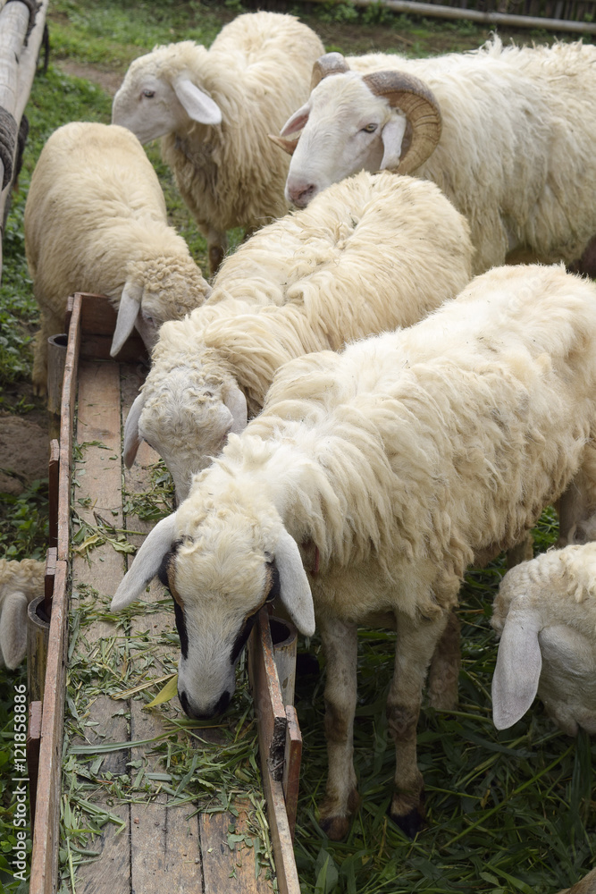 Naklejka premium Sheep in stable