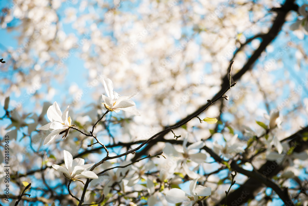 Charming white flowers of magnolia tree. Spring in Lviv, Ukraine Charming white flowers of magnolia tree. Spring in Lviv, Ukraine