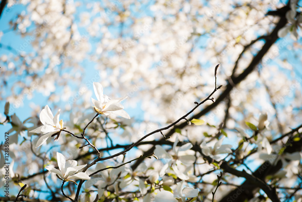 Charming white flowers of magnolia tree. Spring in Lviv, Ukraine Charming white flowers of magnolia tree. Spring in Lviv, Ukraine