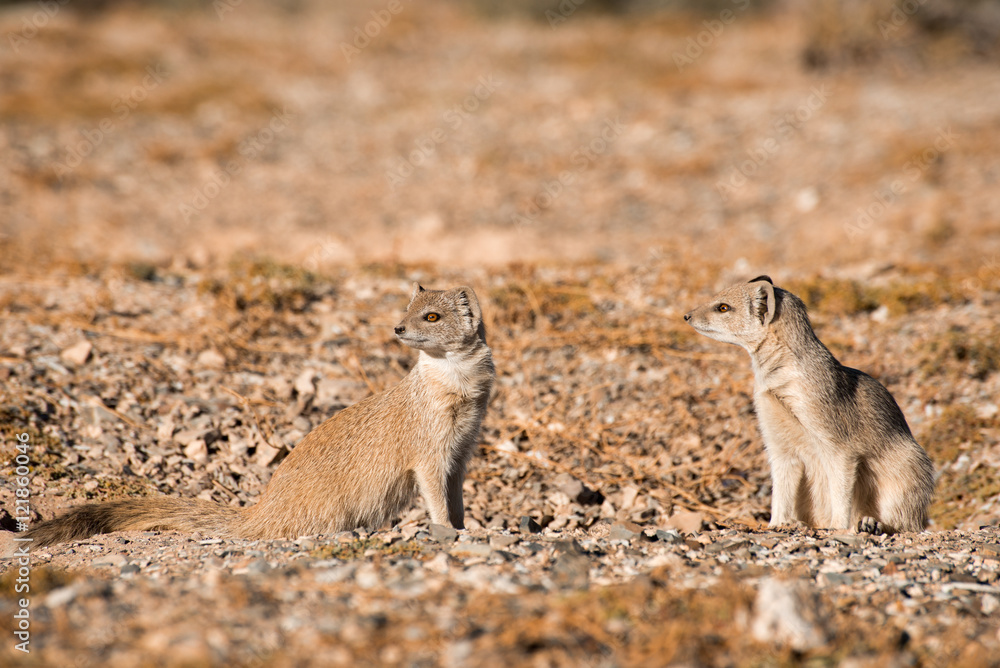 Fototapeta premium Two Yellow Mongoose