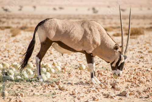 Oryx with Desert Melon in Mouth