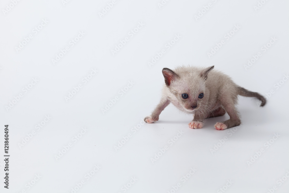 cute kitty cat looking on white background