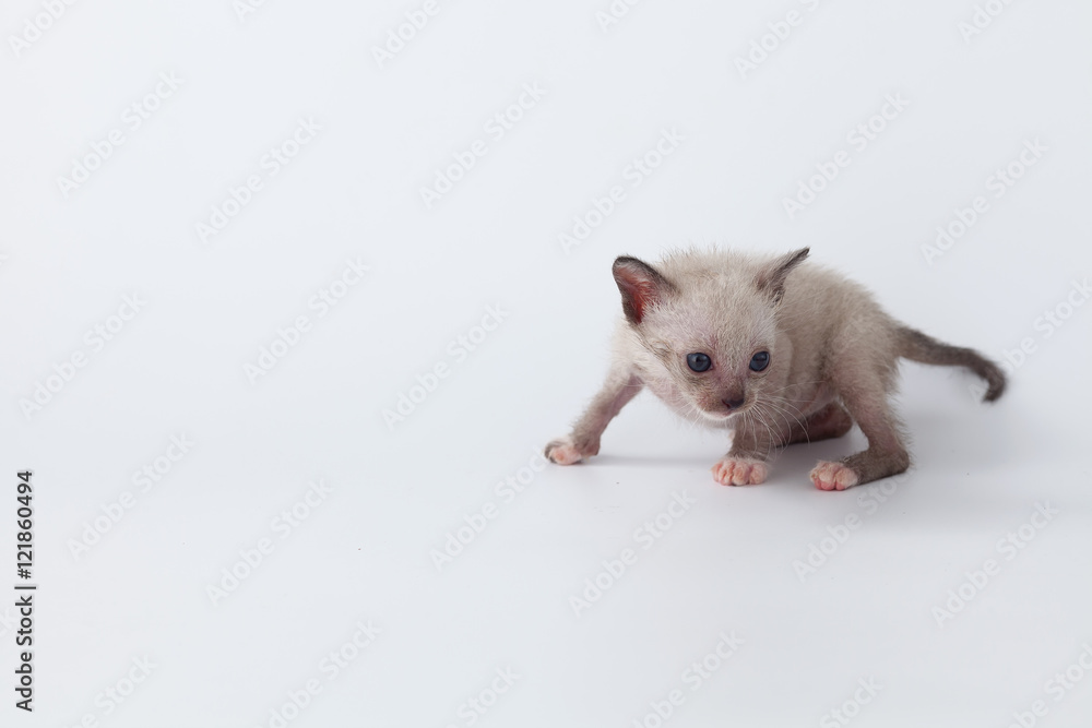 cute kitty cat looking on white background cute kitty cat looking on white background