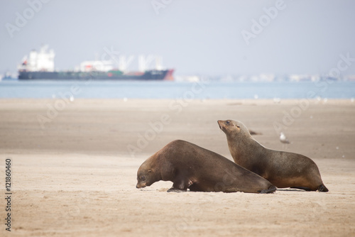 Two Seals Move Along the Beach