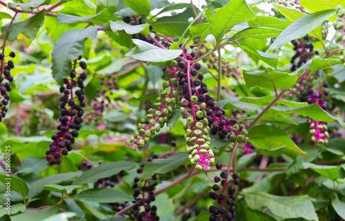 Fototapeta Naklejka Na Ścianę i Meble -  Amerikanische Kermesbeere