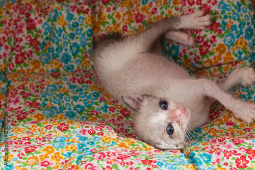 cute happy kitty cat relax