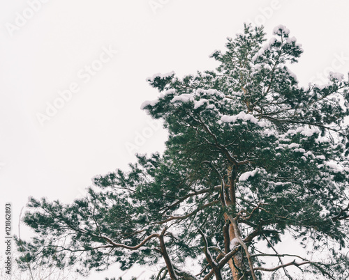 Wallpaper Mural Big Green Tree Torontodigital.ca