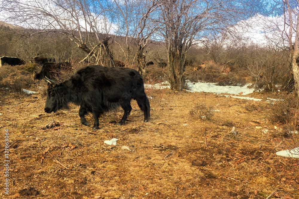 Herd of yak in Shika Snow Mountain (Blue Moon Valley) located at Shangri-La (Zhongdian), Yunnan, China. Herd of yak in Shika Snow Mountain (Blue Moon Valley) located at Shangri-La (Zhongdian), Yunnan, China.
