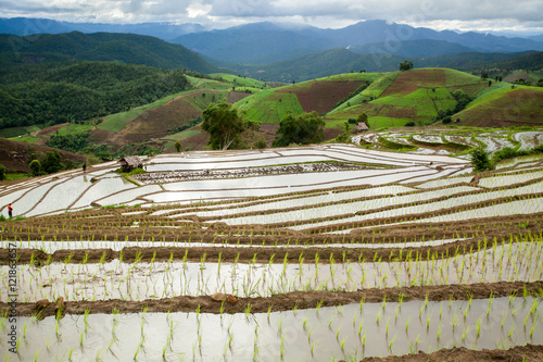 Rice fields on terraced. © freedom_naruk