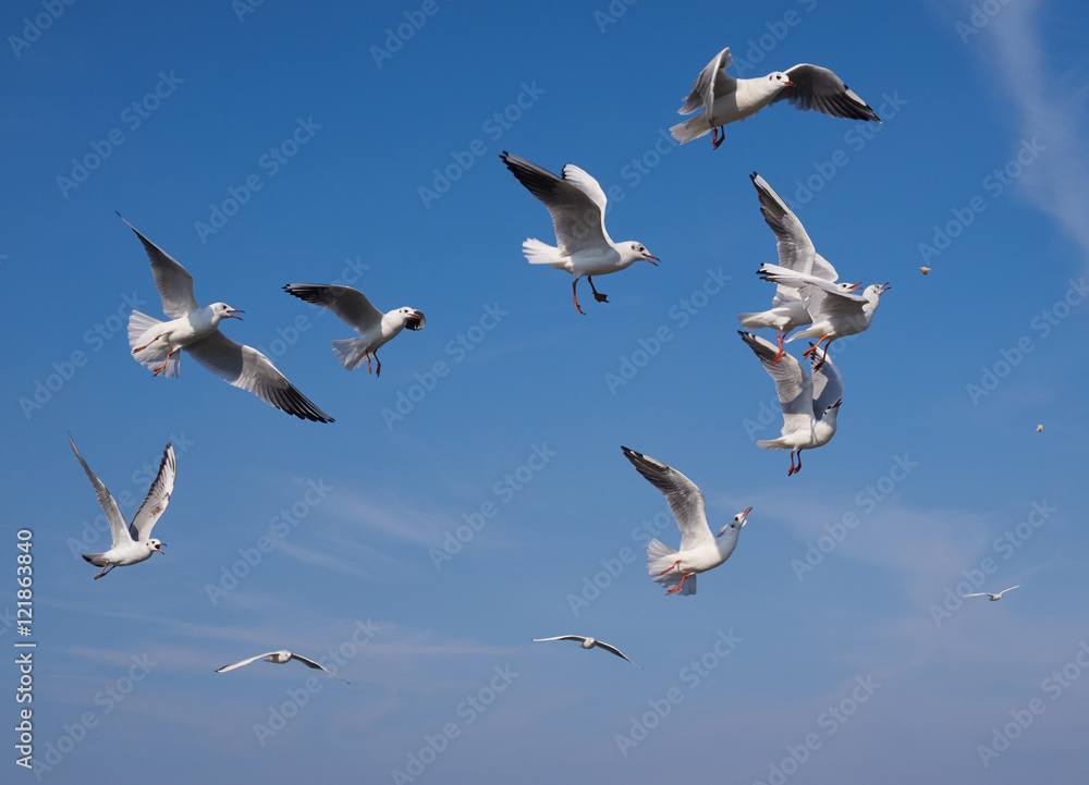 Obraz premium Seegulls fighting for some bread