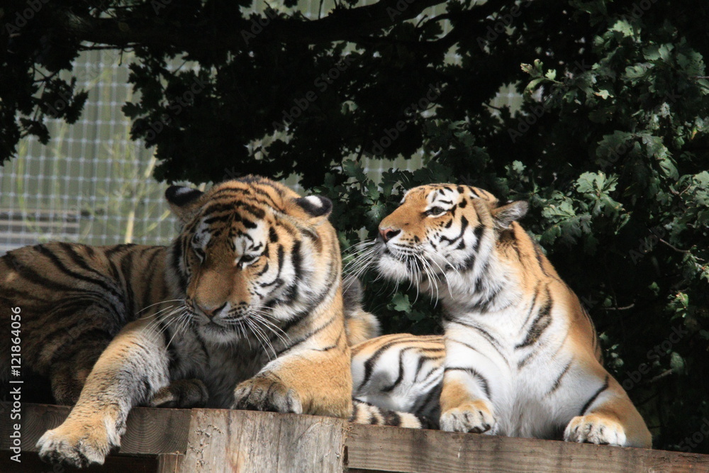 2 tigers together 2 tigers together