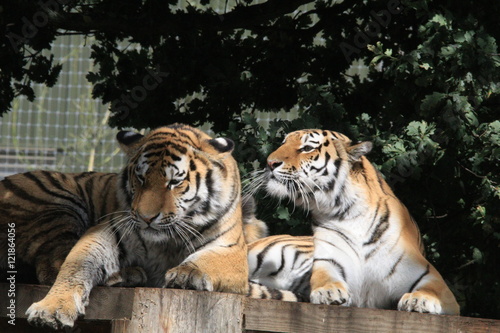 2 tigers together