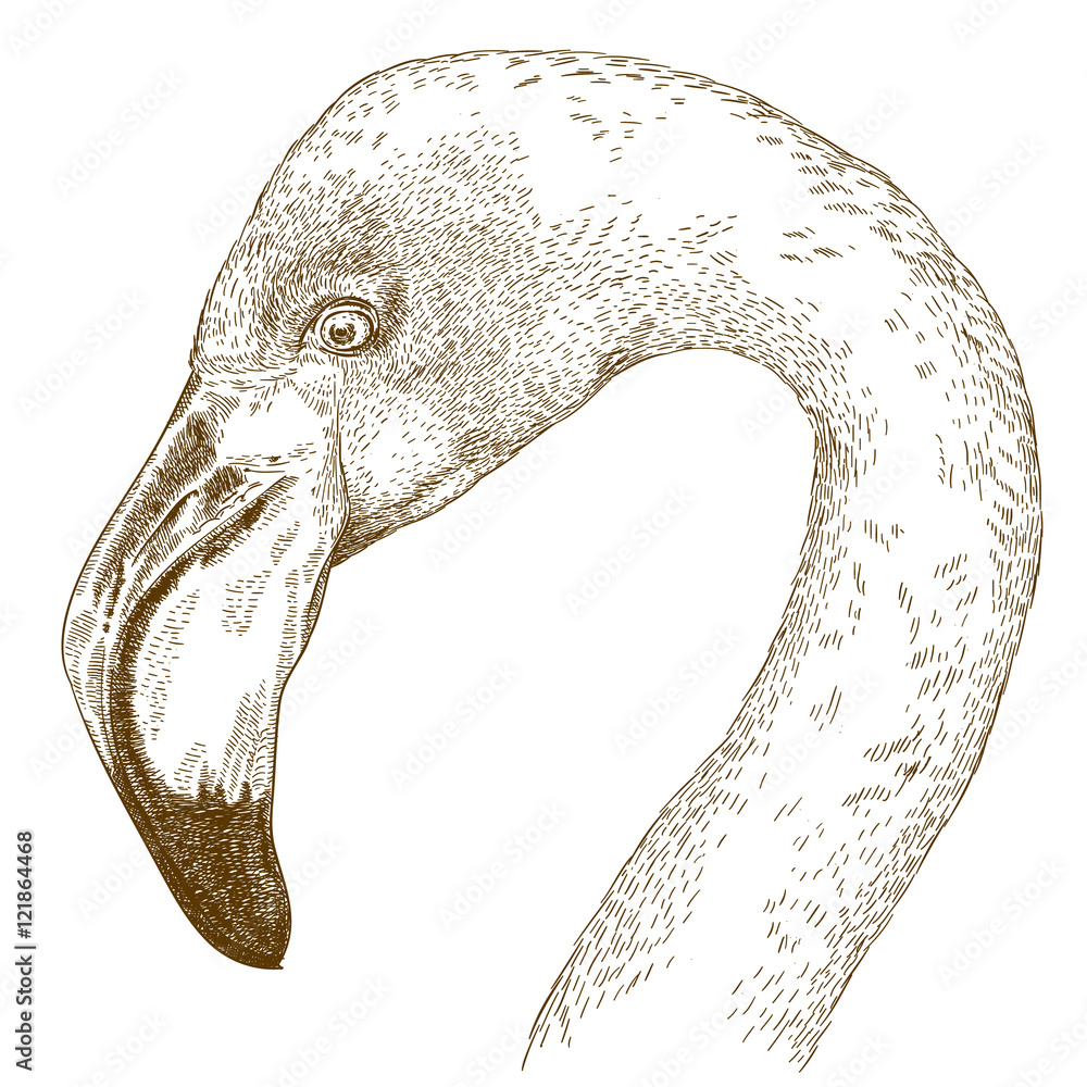 Naklejka premium engraving illustration of flamingo head