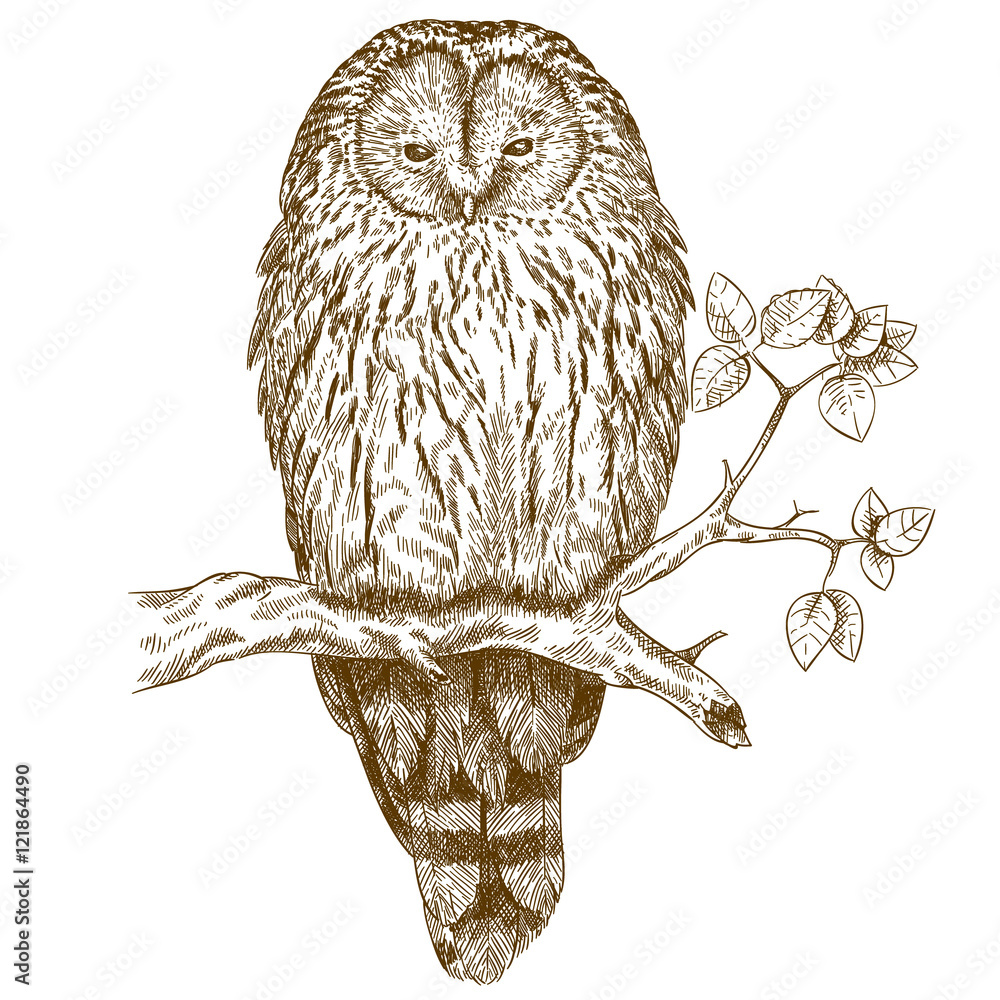 Fototapeta premium engraving illustration of owl