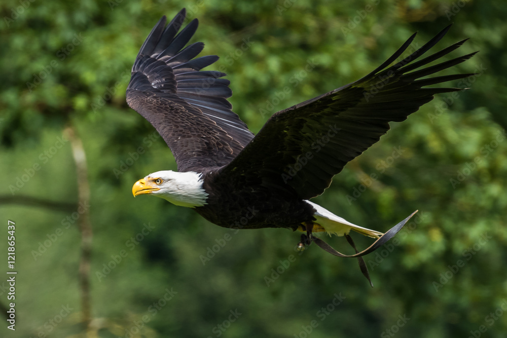 Fototapeta premium Weißkopfseeadler - Haliaeetus leucocephalus