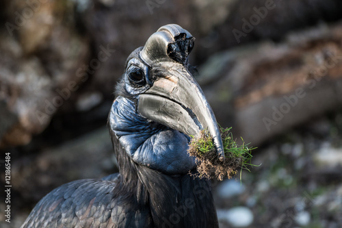 Nördlicher Hornrabe - Hornvogel - Bucerotidae