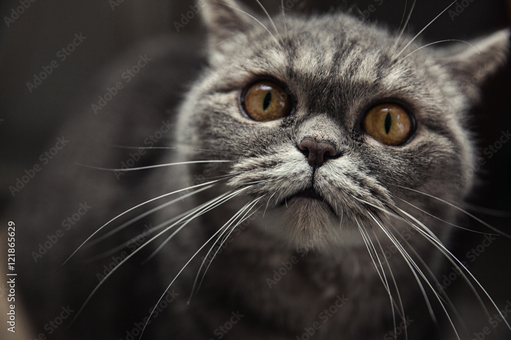 Scottish yellow-yed cat Scottish yellow-yed cat