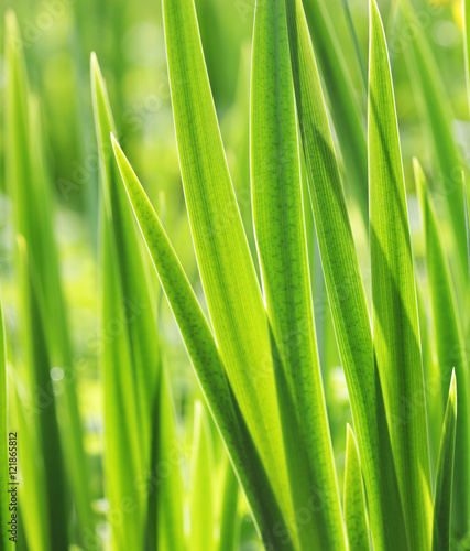 green grass with water droplet in sunshine