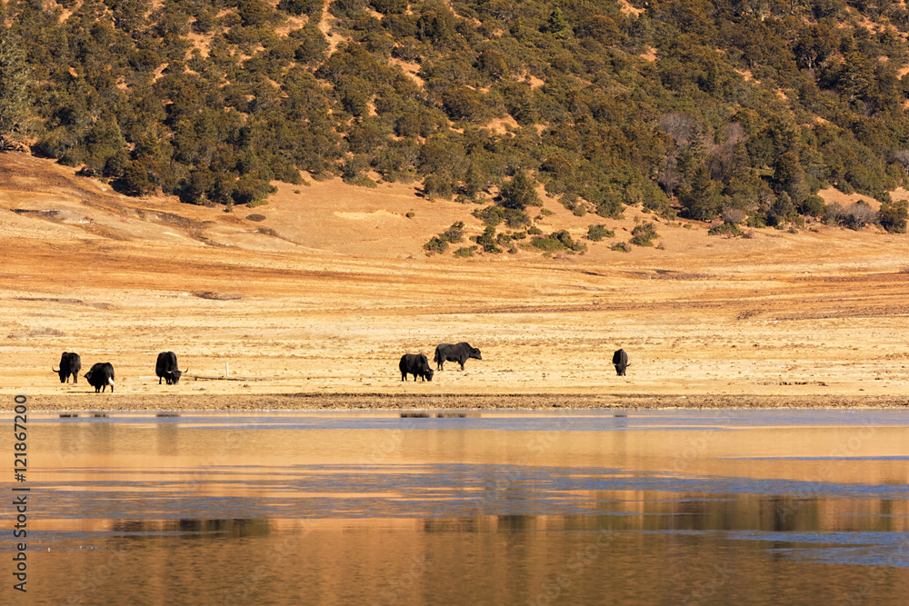 Obraz premium Animals grazing on pasture in Pudacuo National Park located at Shangri-La (Zhongdian), Yunnan, China.