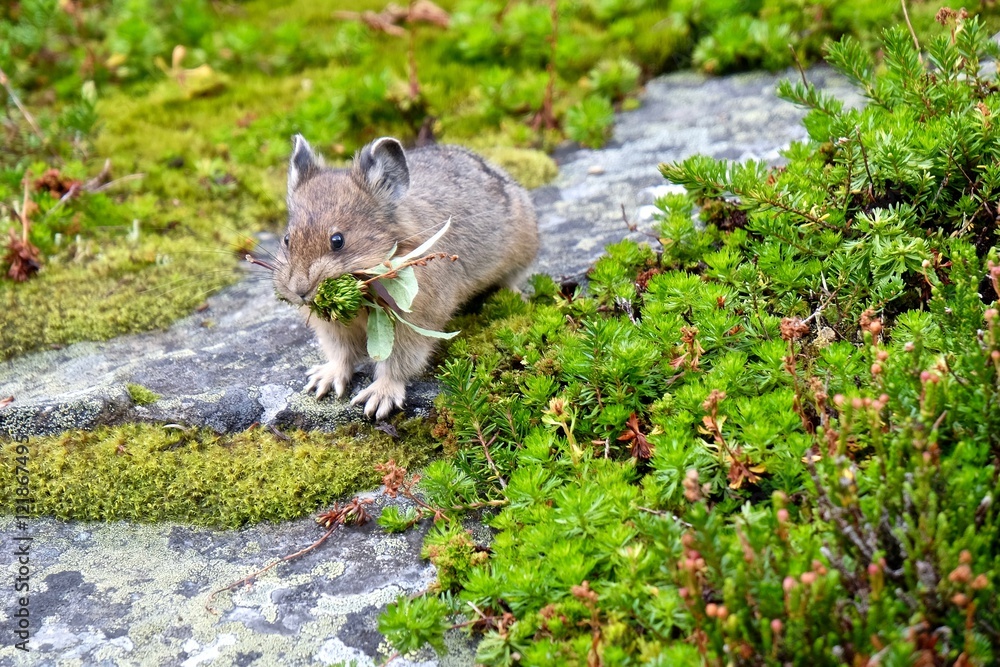 American Pika with grass in its mouth. American Pika with grass in its mouth.