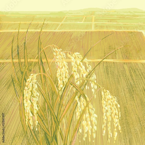 Cereal rice and rice paddies.