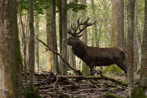 cerf cervidé brame chasse mammifère sauvage nature forêt bois © shocky