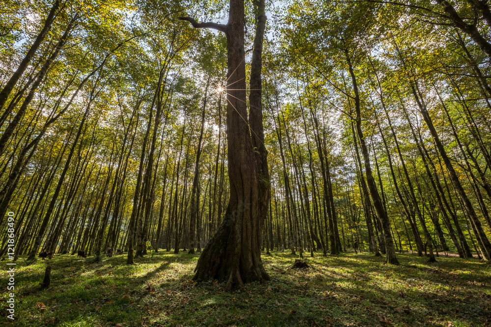 Obraz premium Hyrcania Forest, Mazandaran, Iran