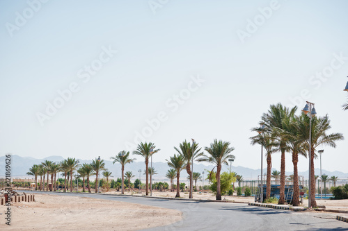 Road of street on Egypt at sunny day with palms