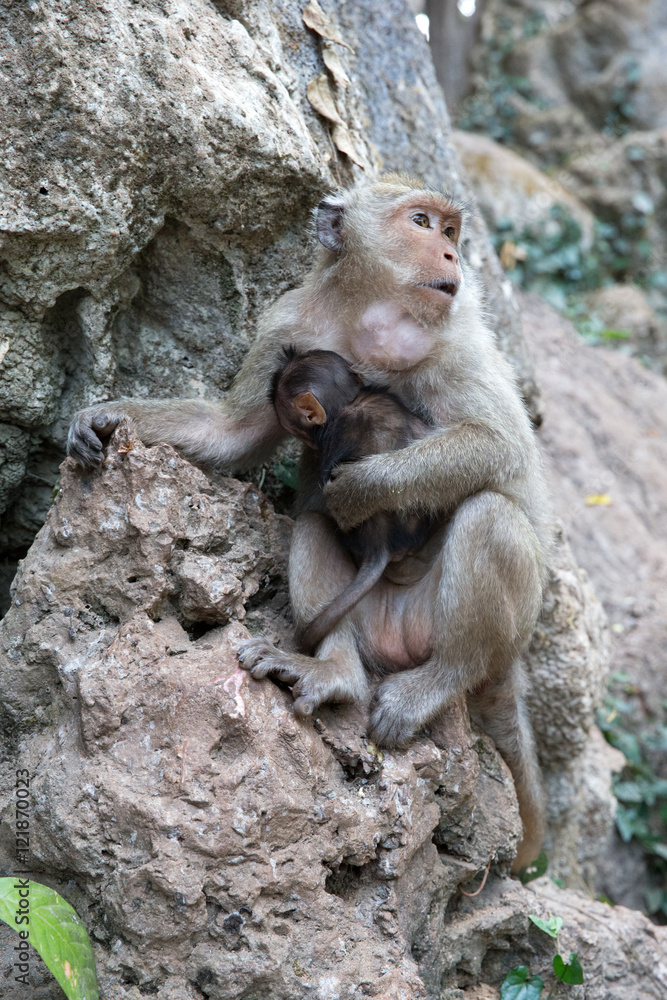 Mother monkey with baby monkey with green background Mother monkey with baby monkey with green background