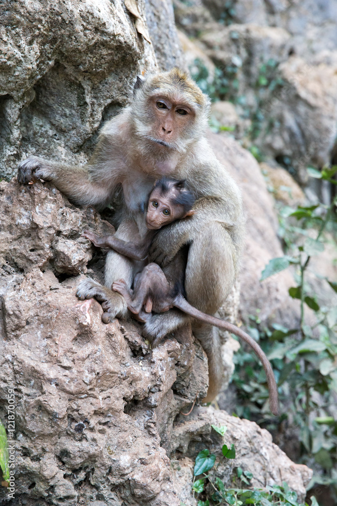 Mother monkey with baby monkey with green background Mother monkey with baby monkey with green background