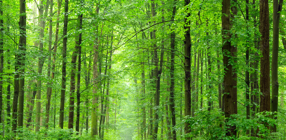 Fototapeta premium forest