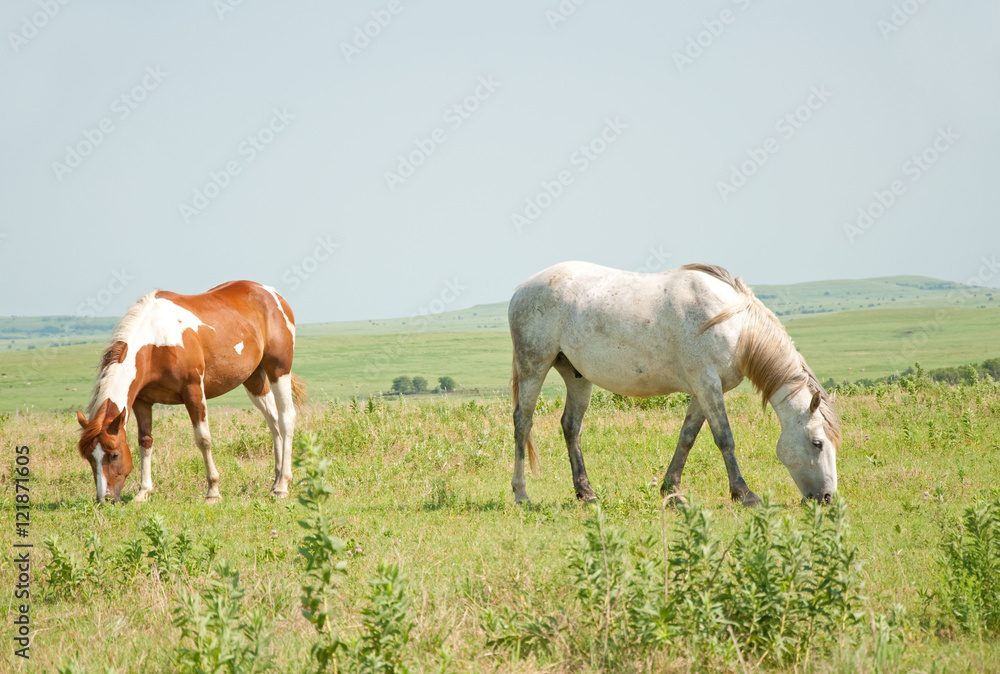 Two horses grazing in pasture against open prairie landscape