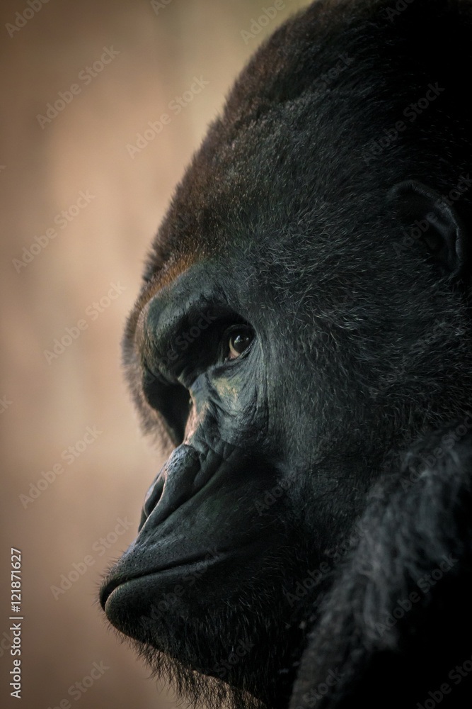 Obraz premium Male gorilla alpha. Portrait.