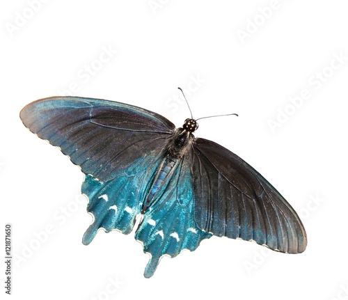 Dorsal view of a Green Swallowtail butterfly, isolated photo