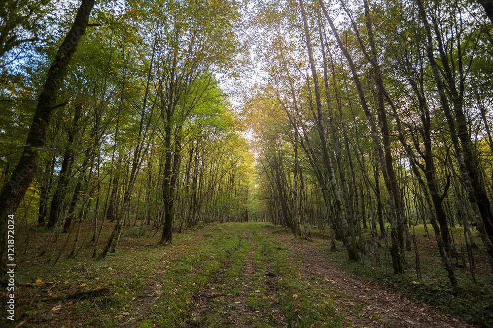 Fototapeta premium Hyrcania Forest, Mazandaran, Iran