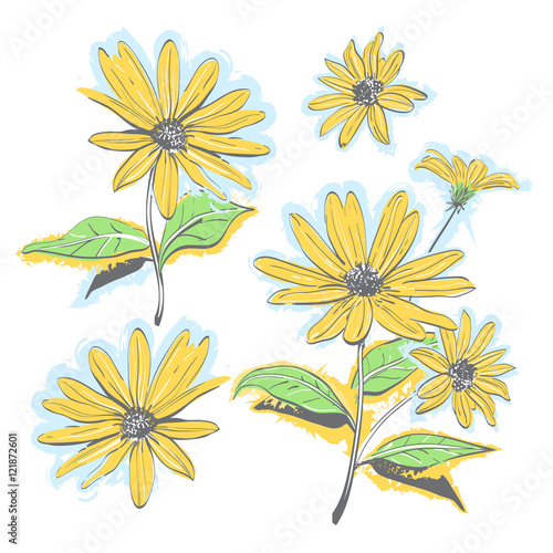 Hand-drawn chamomiles, daisies. Autumn flowers yellow feverfew. Isolated flowers on white background, All elements are editable. Vector watercolor stylization