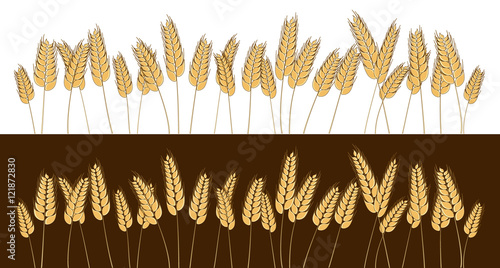 Bottom page wheat field design element. Vector. Isolated illustration.