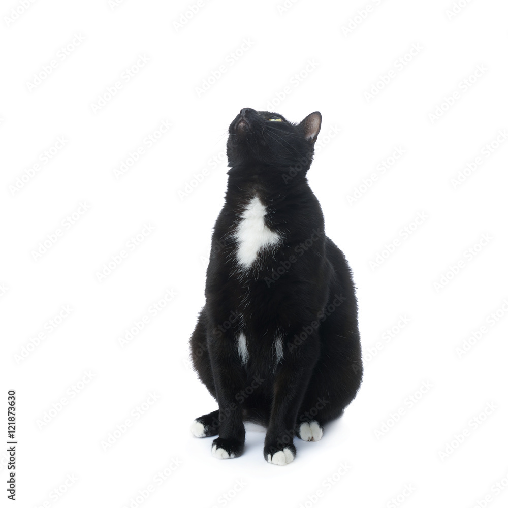 Sitting black cat isolated over the white background Sitting black cat isolated over the white background