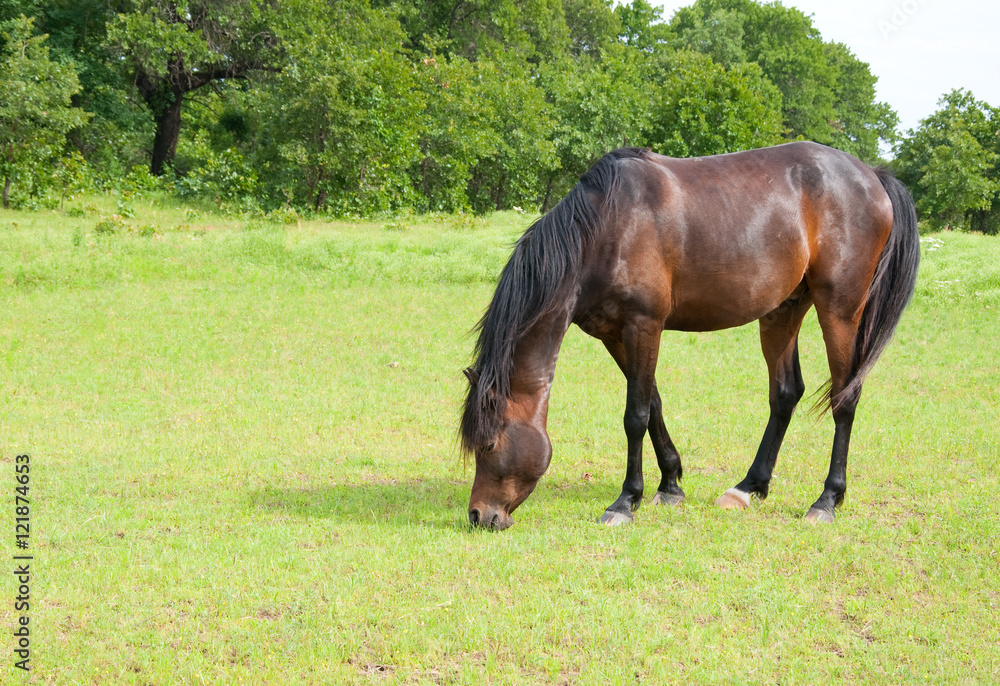 Dark bay horse grazing on luch green spring grass Dark bay horse grazing on luch green spring grass