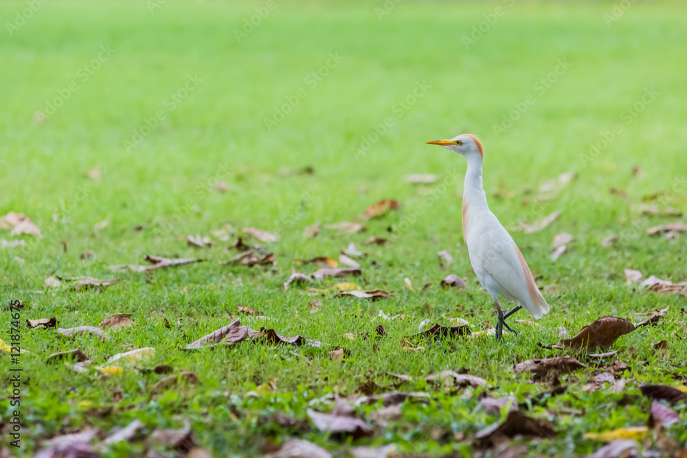 Naklejka premium アマサギ 