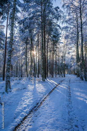 Footpath in frozen forest at dawn in winter